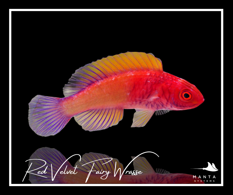 Red Velvet Fairy Wrasse